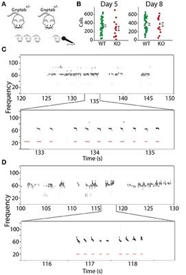 Knockout of Lysosomal Enzyme-Targeting Gene Causes Abnormalities in Mouse Pup Isolation Calls